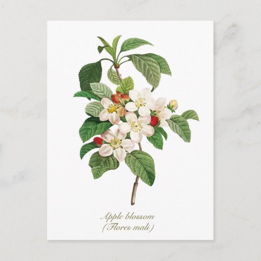 Elegant Vintage Botanische appelbloesem Briefkaart (Voorkant)