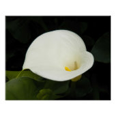 Elegant White Calla Lily Bloom Floral Perfect Poster (Voorkant)