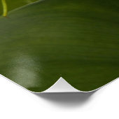 Elegant White Calla Lily Bloom Floral Perfect Poster (Hoek)