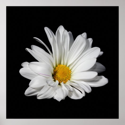 Elegant White Daisy Flower Poster (Voorkant)