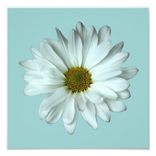 Elegant White Daisy Photo Print Foto Afdruk (Voorkant)