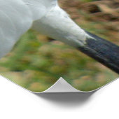 Elegant white Egret bird Poster (Hoek)