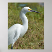 Elegant white Egret bird Poster (Voorkant)