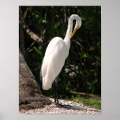 Elegant white Egret bird Poster (Voorkant)