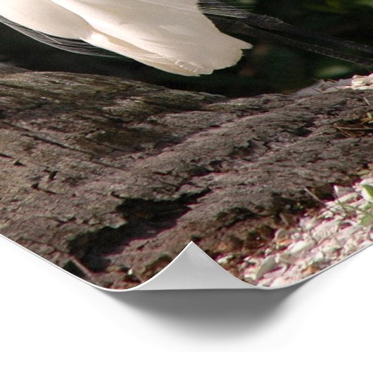 Elegant white Egret bird Poster (Hoek)