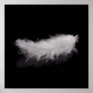 Elegant White Feather op een zwarte achtergrond Poster