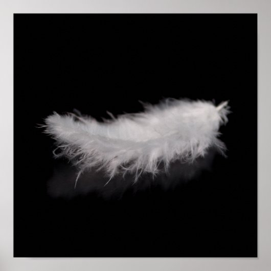 Elegant White Feather op een zwarte achtergrond Poster (Voorkant)