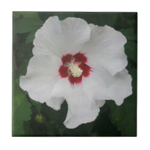 Elegant White Hibiscus Flower Photo