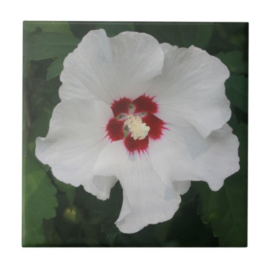 Elegant White Hibiscus Flower Photo Tegeltje (Voorkant)