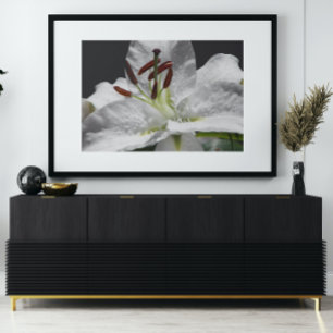 Elegant White Oriental Lily Floral Perfect Poster