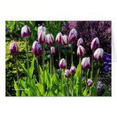 Elegant White Paars Flaming Flag Triumph Tulips (Voorkant Horizontaal)