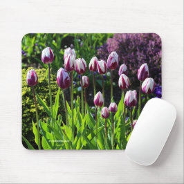 Elegant White Paars Flaming Flag Triumph Tulips Muismat