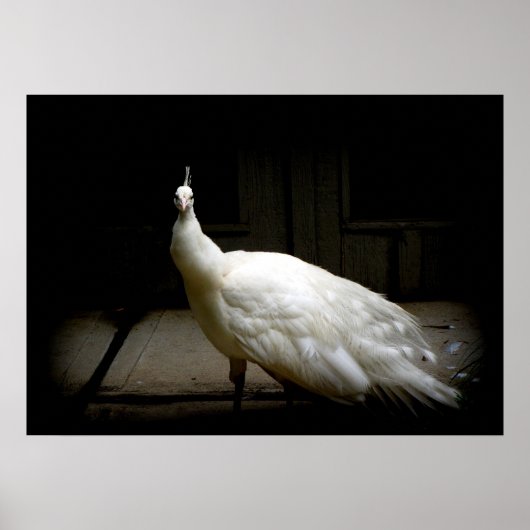 Elegant white peacock vintage bird rustic photo poster (Voorkant)
