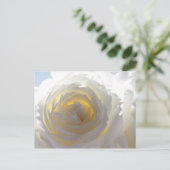 Elegant White Rose Briefkaart (Staand voorkant)