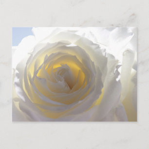 Elegant White Rose Briefkaart