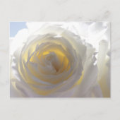 Elegant White Rose Briefkaart (Voorkant)