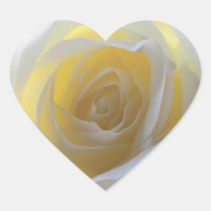 Elegant White Rose Hart Sticker
