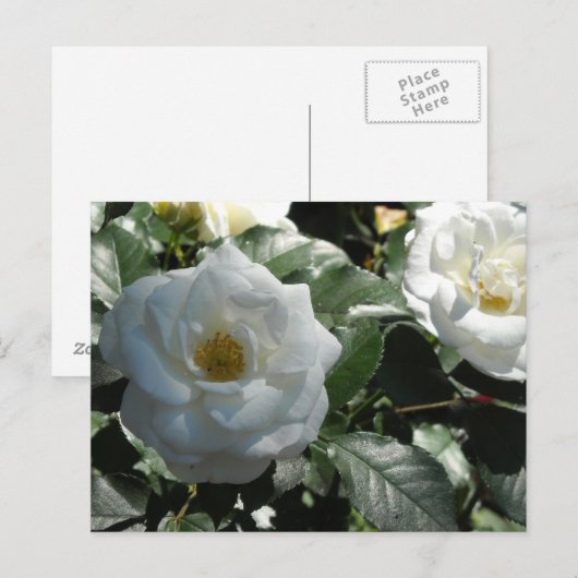 Elegant White Roses Briefkaart (Voorkant / Achterkant)