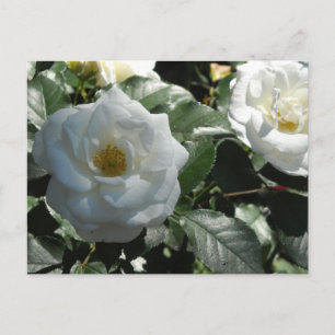 Elegant White Roses Briefkaart