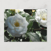Elegant White Roses Briefkaart (Voorkant)