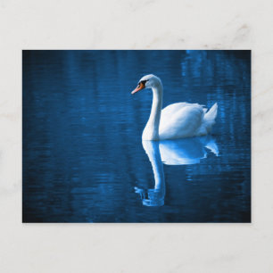 Elegant White Swan Briefkaart