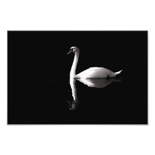 Elegant White Swan Reflection op Black Lake Foto Afdruk