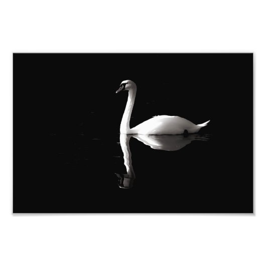 Elegant White Swan Reflection op Black Lake Foto Afdruk (Voorkant)