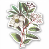 Elegant  Winter Roos Hellebore Sticker (Voorkant)