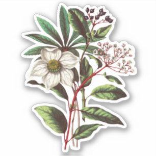 Elegant  Winter Roos Hellebore Sticker