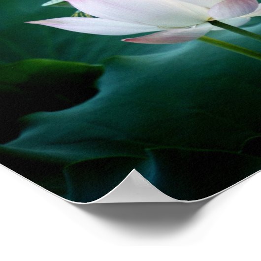 Elegant witte Lotus Flower Poster (Hoek)