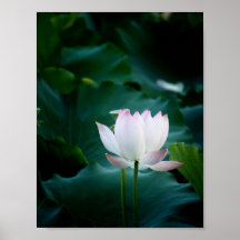 Elegant witte Lotus Flower