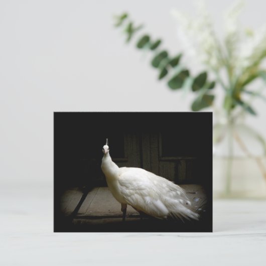 Elegant witte pauw natuur vogelfoto briefkaart (Staand voorkant)