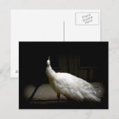 Elegant witte pauw  natuur vogelfoto briefkaart (Voorkant / Achterkant)