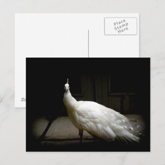 Elegant witte pauw  natuur vogelfoto briefkaart (Voorkant / Achterkant)