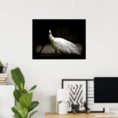 Elegant witte pauw  natuur vogelfoto poster (Thuiskantoor)