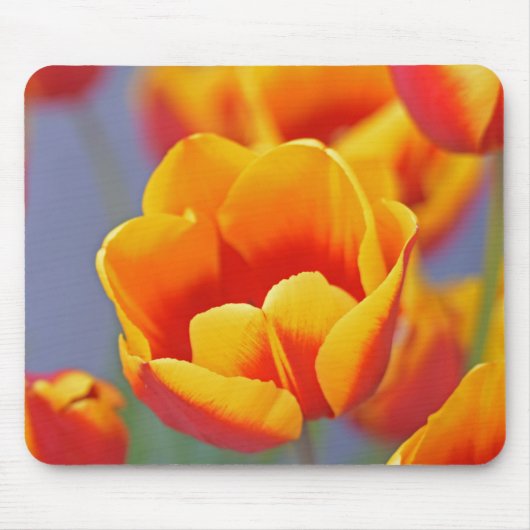 Elegant Yellow en Red Tulip Muismat (Voorkant)