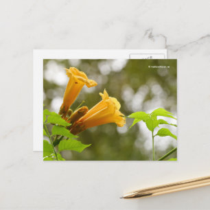 Elegant Yellow Trumpet vine Flowers Bokeh Briefkaart