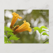 Elegant Yellow Trumpet vine Flowers Bokeh Briefkaart (Voorkant)