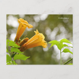 Elegant Yellow Trumpet vine Flowers Bokeh Briefkaart
