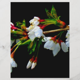 Elegant Zwart Wit bloeiende witte bloesem