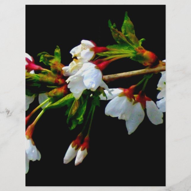 Elegant Zwart Wit bloeiende witte bloesem (Voorkant)