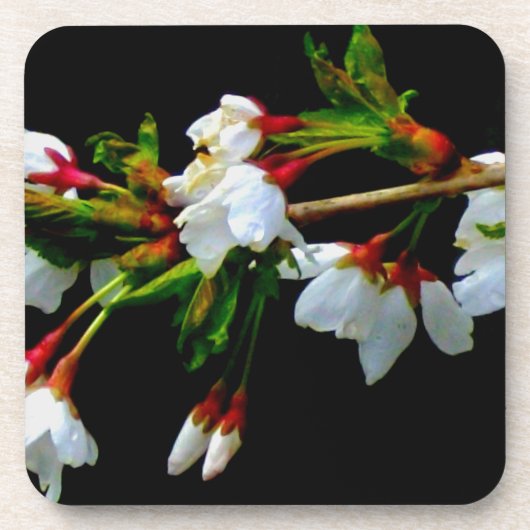 Elegant Zwart Wit bloeiende witte bloesem Bier Onderzetter (Voorkant)