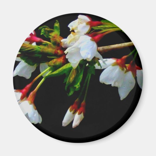 Elegant Zwart Wit bloeiende witte bloesem Magneet (Voorkant)