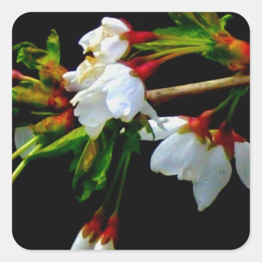 Elegant Zwart Wit bloeiende witte bloesem Vierkante Sticker (Voorkant)
