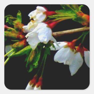 Elegant Zwart Wit bloeiende witte bloesem Vierkante Sticker