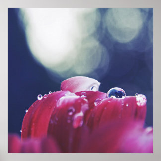 Elegante Abstracte regendruppels op roze ventilato Poster