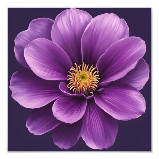 Elegante Anemoon Foto Afdruk (Voorkant)