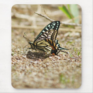 Elegante Aziatische Swallowtail Butterfly - Gedeta Muismat