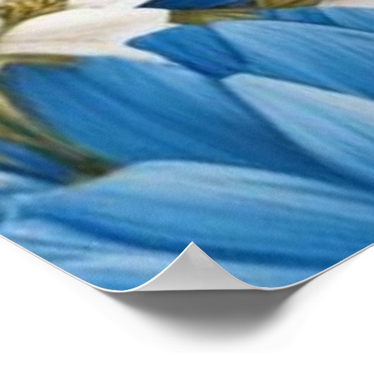 Elegante blauw-witte Hydrangea bloem bruiloft Poster (Hoek)