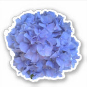 Elegante Blauwe maagdenpalm florale hortensia's Sticker (Voorkant)